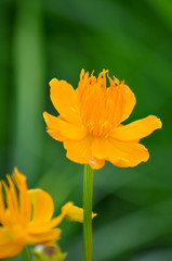Fototapeta premium Gelbe Blumen