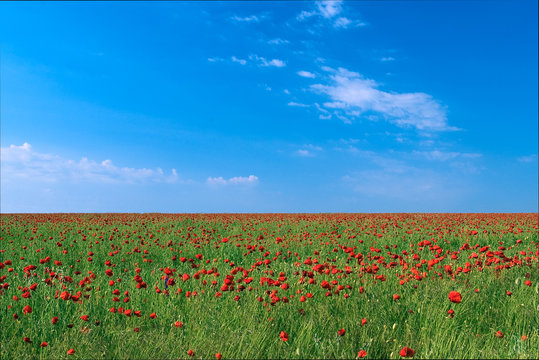 Fototapeta Field of blossoming poppies