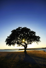 Tree in Alqueva Lake, Portugal.