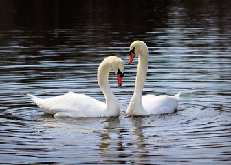 Pair of white swans