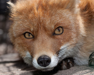 Red fox