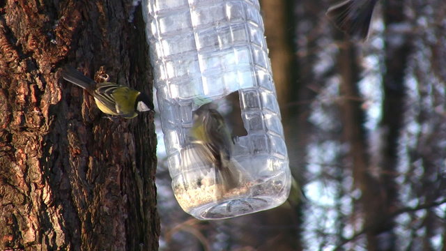 Tomtit on tree near feeding trough