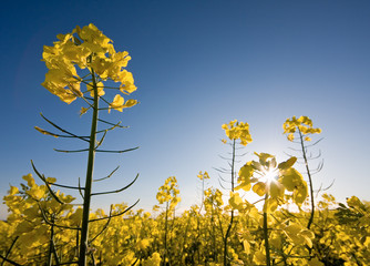 A rape field in springtime with blue sky and sun in background.