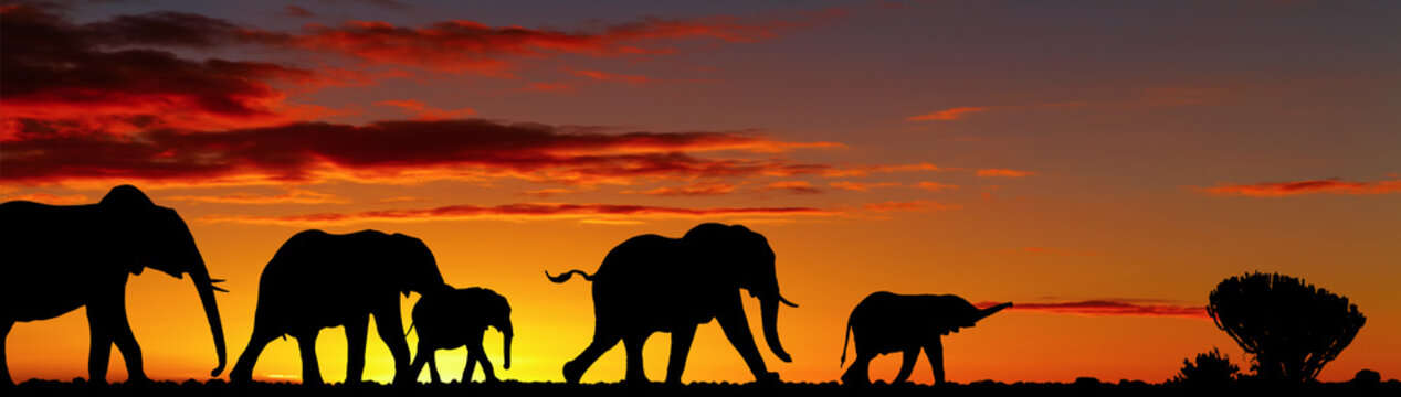 Fototapeta Chodzące słonie