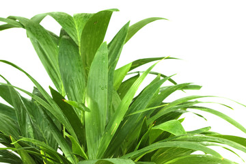 des palmiers en herbes