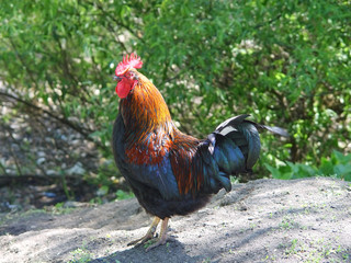 cock