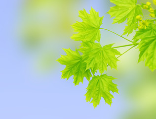 Fototapeta premium Leaves of a maple
