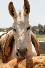 Lastenesel