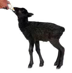 Lamb from Gotland Sheep