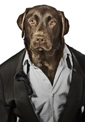 Cool Looking Labrador in Tuxedo - Top Dog