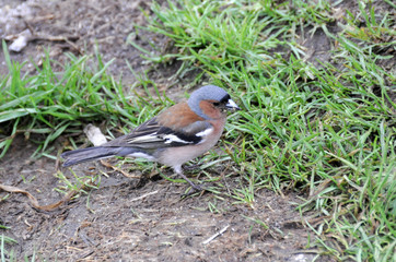 chaffinch