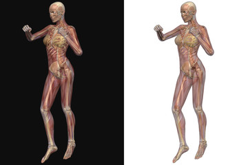 Weibliches Skelett mit transparenten Muskeln