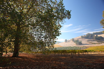 Vineyard at Sunrise