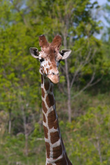 Giraffe 1