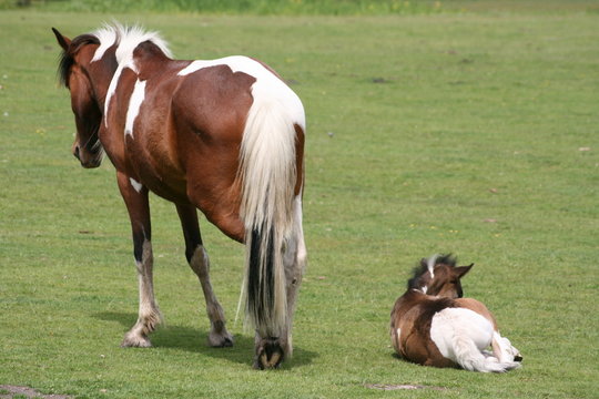 Siesta 2