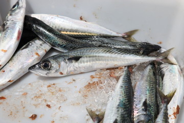 gefangene Fische