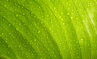green leaf with water drops