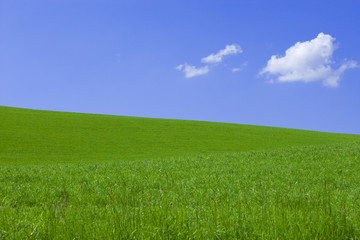 Fototapeta premium Wiese und Himmel