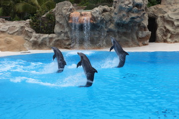 Fototapeta premium drei Delfine