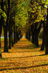 Autumn park path filled with fallen leaves