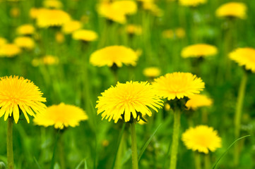 Field of dandelions