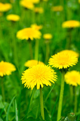 Field of dandelions