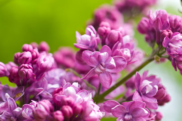 Obraz premium lilac flower background