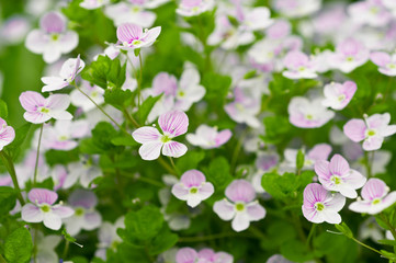 flower forget for me