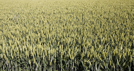 wheat field
