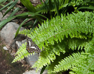 Papillon noir sur une fougère