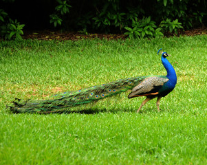 Naklejka premium Peacock walking