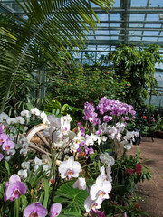 Naklejka premium Orchidées dans la serre tropicale