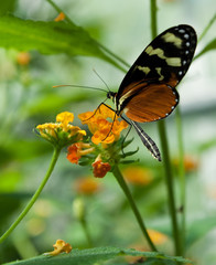 Papillon noir orange blanc