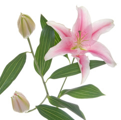 Pink Lilies With Leaves and Stems
