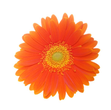 Orange Daisy