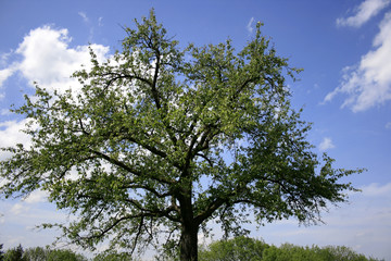 Apfelbaum