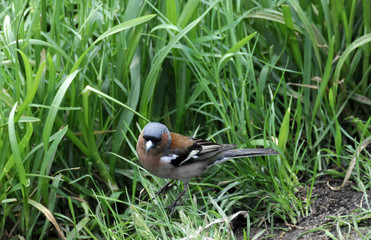 chaffinch