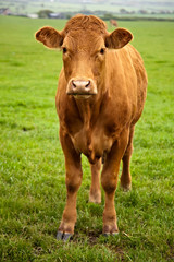 Brown Cow