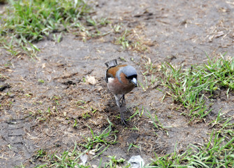 chaffinch