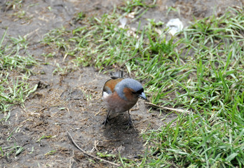 Obraz premium chaffinch