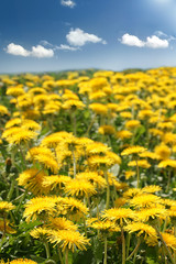 Fototapeta premium Dandelion