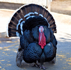 Turkey Cock