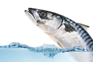 Fresh mackerel fish - obrazy, fototapety, plakaty