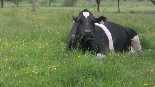 vache