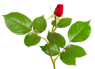 rose