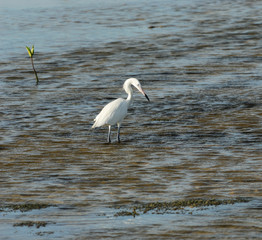 Great White Egret Hunting
