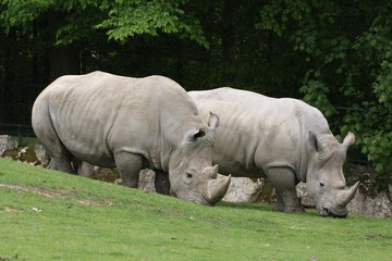 deux rhinoceros
