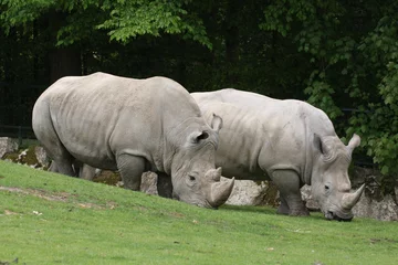 Foto op Plexiglas deux rhinoceros © galam