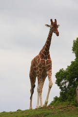 girafe