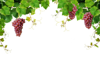 Fototapeta Grapevine border with pink grapes obraz
